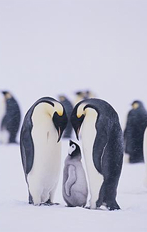 image: Purple Potential